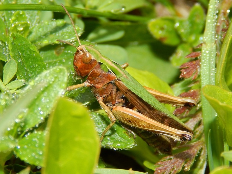 Acrididae: Omocestus viridulus